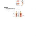 Introductory Anatomy (ANAT2111) notes with practice questions