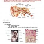 McMaster MD Program Year 1 problem-based learning (PBL) notes