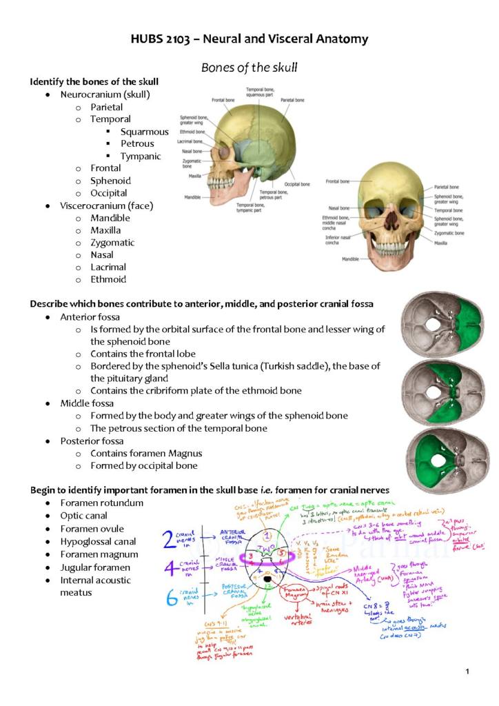 Neural and Visceral Anatomy (HUBS2103) full course summary
