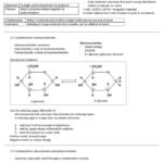 AQA AS Level Biology (7401) study notes