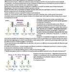 Genes and Gene Action 2 (BILG08003) lectures of first 5 weeks