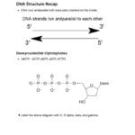 DNA Replication – Flow of Genetic Information (BIOL2010) notes