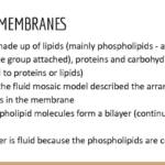 Topic 2: Genes and Health notes – Edexcel A Level Biology A (Salters-Nuffield)