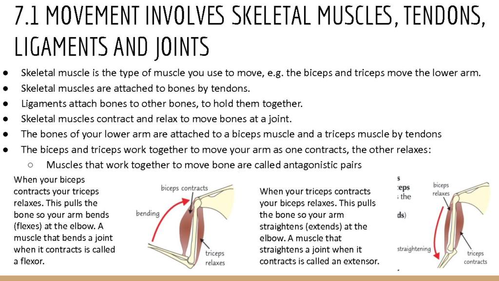 Topic 7: Run for your Life notes – Edexcel A Level Biology A (Salters-Nuffield)