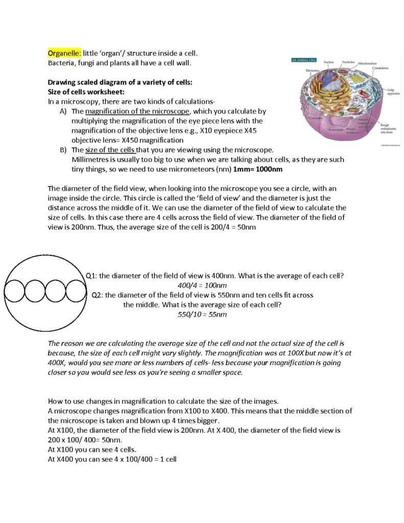 Cells as the Basis of Life (Module 1) summary – HSC Year 11 Biology