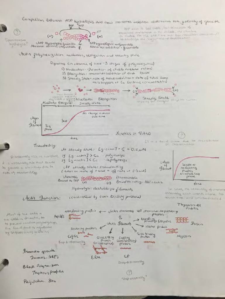 Genetics, Genomics & Cell Biology (MCB 104) complete A+ notes