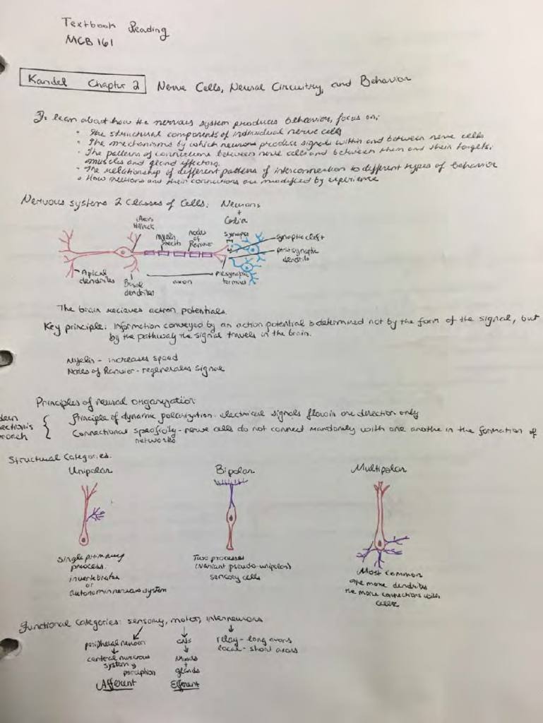 Circuit, Systems & Behavioral Neuroscience (MCB 161) final exam A notes