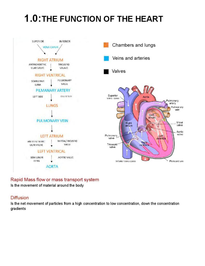 Edexcel A Level Biology A – Lifestyle, Health and Risk (Topic 1) notes