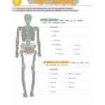 IB Sports, Exercise and Health Science (SL) all core summary SEHS notes