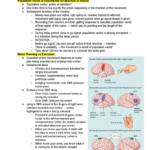 Cognitive Neuroscience (PSYC 3122) Exam 2 notes