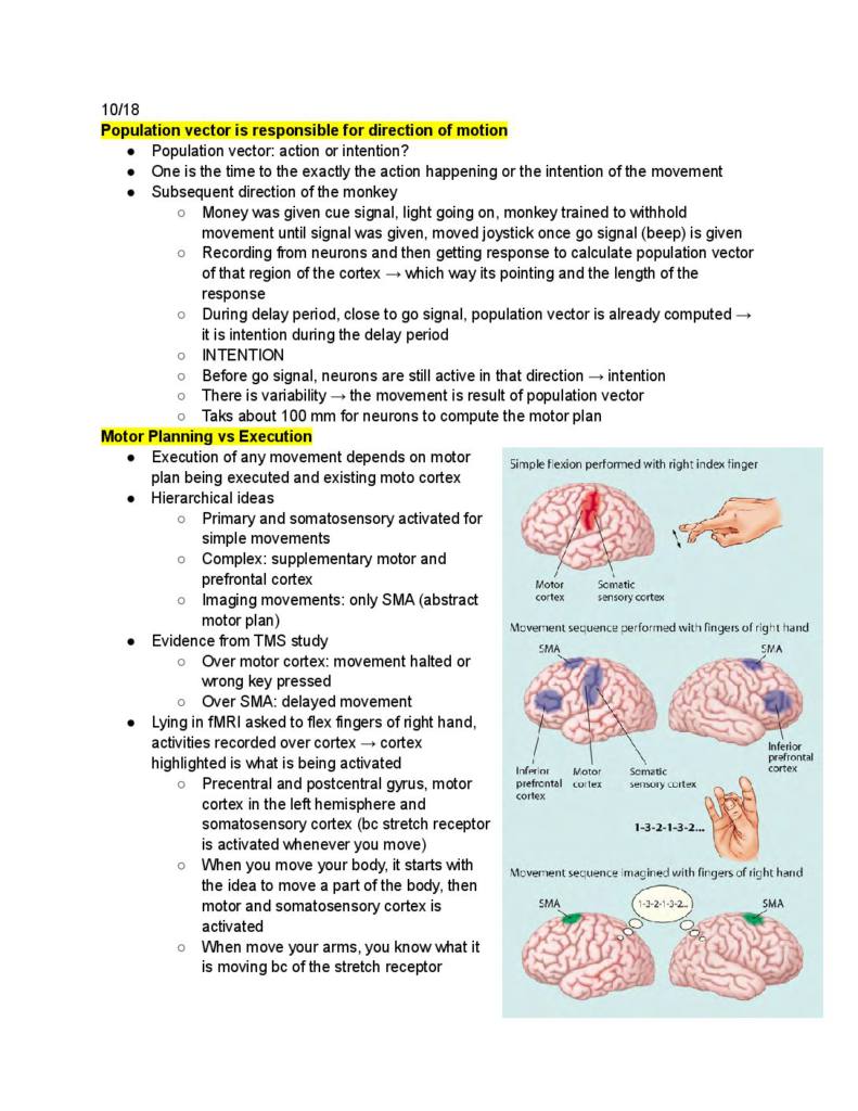 Cognitive Neuroscience (PSYC 3122) Exam 2 notes