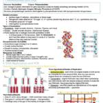Advanced Intro to Genetics: Honors (BIO 315H) notes