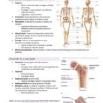 Anatomy and Physiology for Engineers (BMET2901) lecture notes