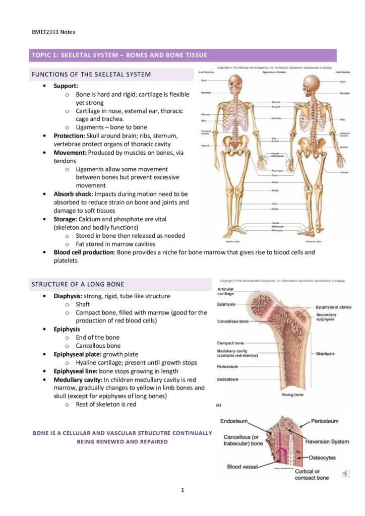 Anatomy and Physiology for Engineers (BMET2901) lecture notes