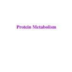 Protein Amino Acid Metabolism (Biochemistry) notes