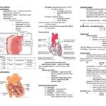 Medical Surgical Nursing summary notes