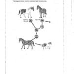AQA A Level Biology 6 marks sample questions