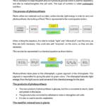 Edexcel IGCSE Biology (9-1) Plant Nutrition and Photosynthesis notes