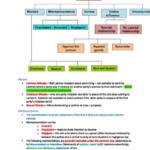 Business and Corporations Law (ACCG2051) lecture notes