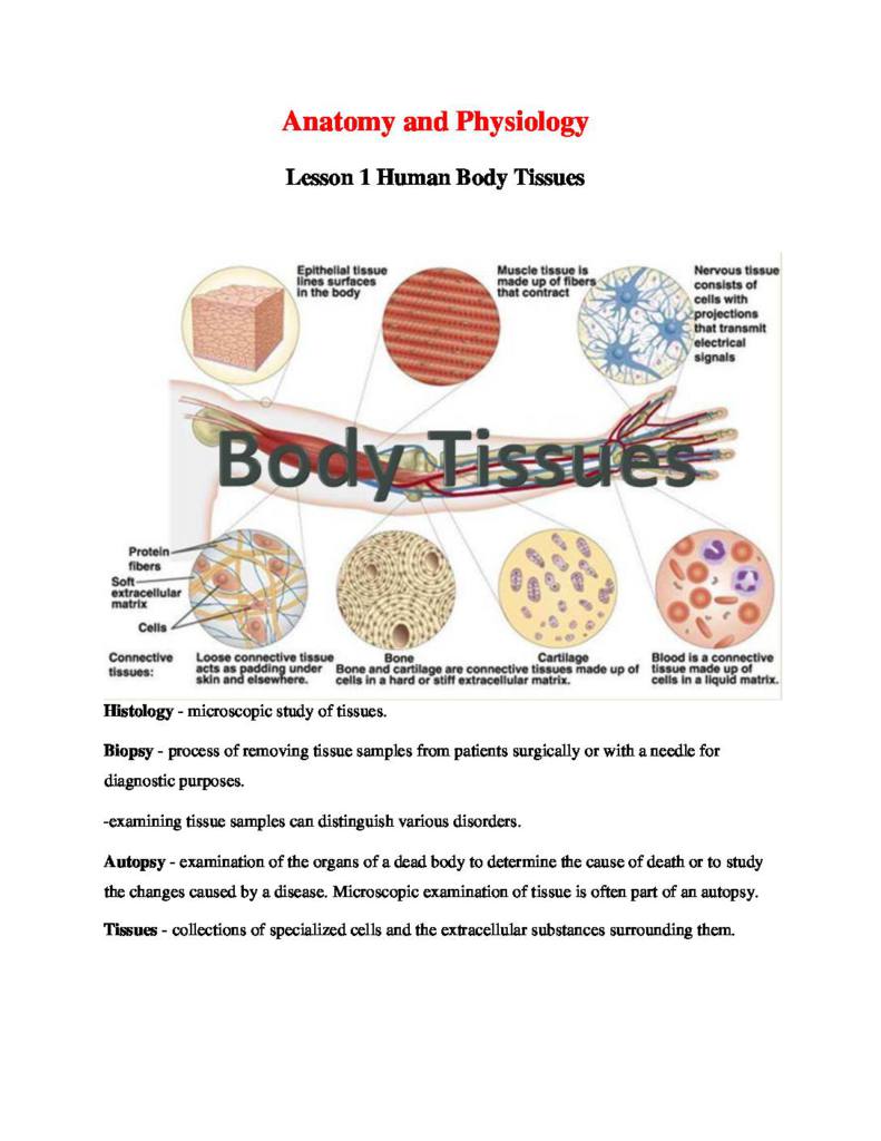 Anatomy and Physiology notes
