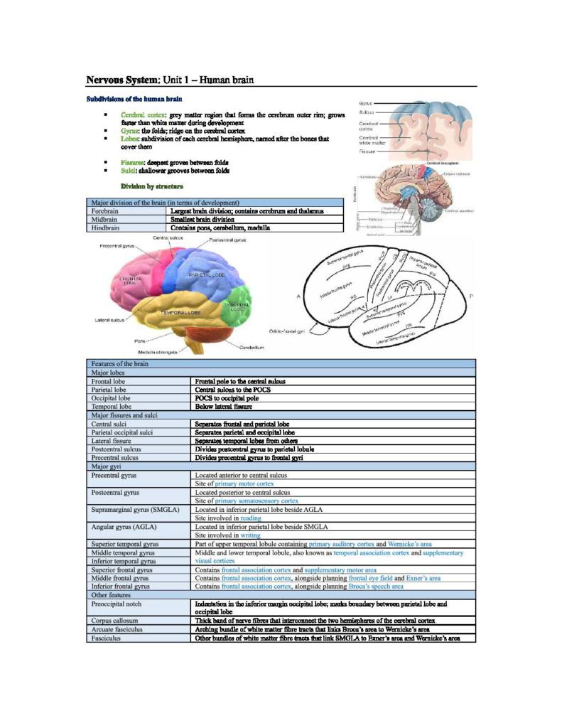 BBS Organ Systems (MEDSCI 142) complete notes bundle