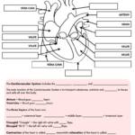 Learn and Color AP Packet anatomy bundle for nursing students