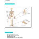 GCSE PE 2023 complete summary notes