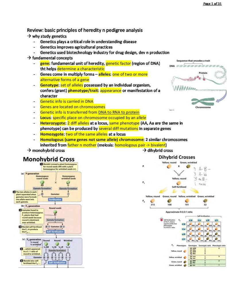 Foundations in Molecular Biology and Genetics (MBG 2040) exam notes