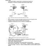 Instrumental Phonetics (LING 314) textbook summary notes