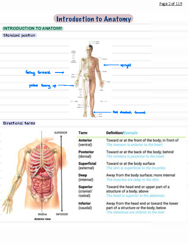Introductory Anatomy (ANAT2111) complete notes