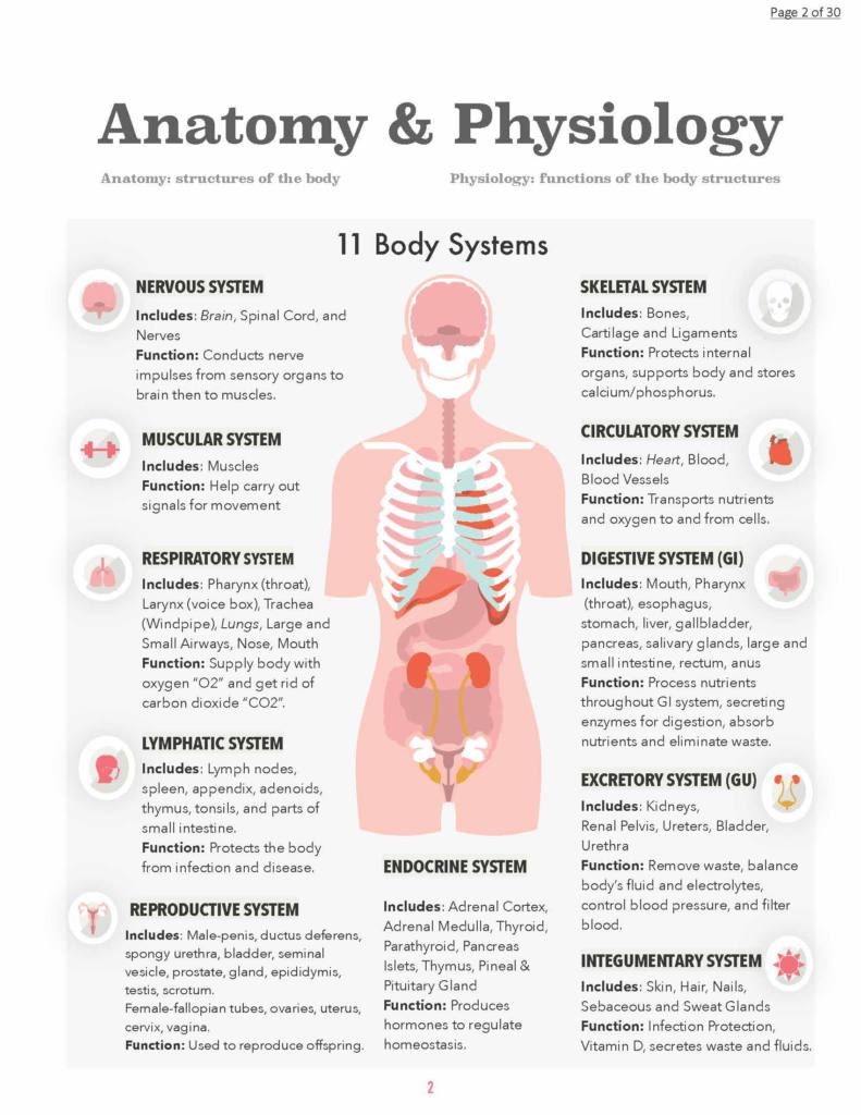 Anatomy & Physiology complete illustrated nursing school notes